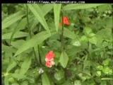 Large and lusty 2 (anal) mature mature porn granny old cumsh